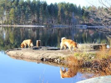 Фото номера Дом для отпуска Дома для отпуска Holiday Home Hamppulahti г. Lentiira 14